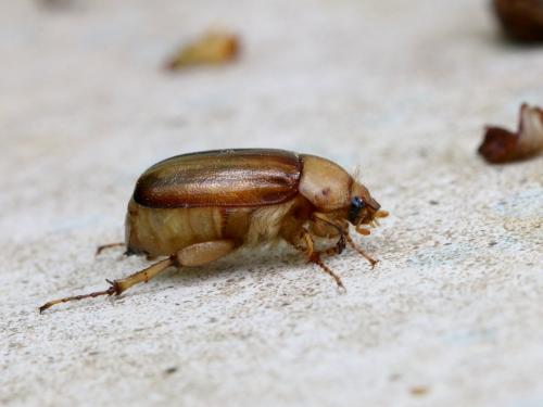 Réf. 140 609 : Rhizotrogus aestivus