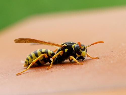Polistes dominula