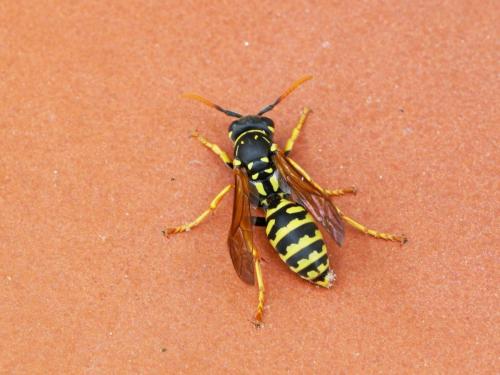 Polistes dominula