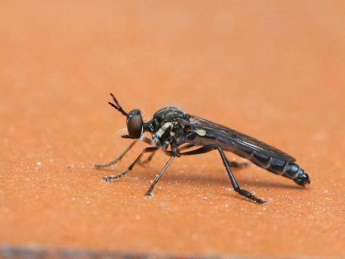 Dioctria hyalipennis