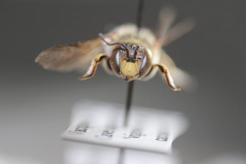 Anthidium loti