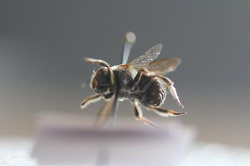 Anthidium loti