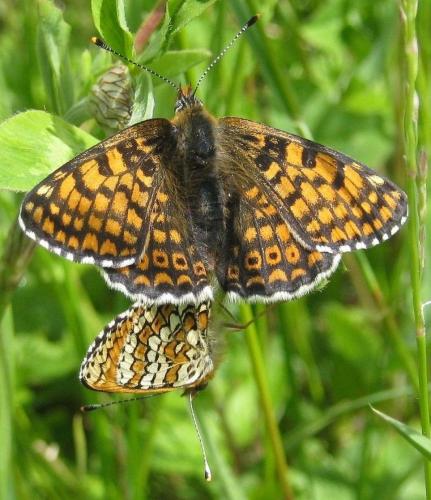 Réf. 140 285 : Melitaea cinxia