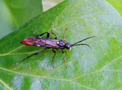Tenthredopsis sp.