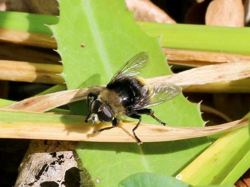 Réf. 140 939 : Merodon sp.