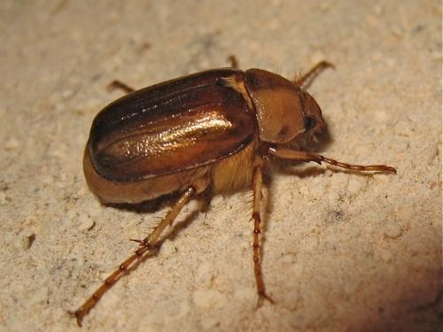 Réf. 140 035 : Rhizotrogus aestivus
