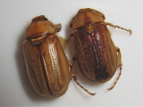Réf. 140 036 : Rhizotrogus divers