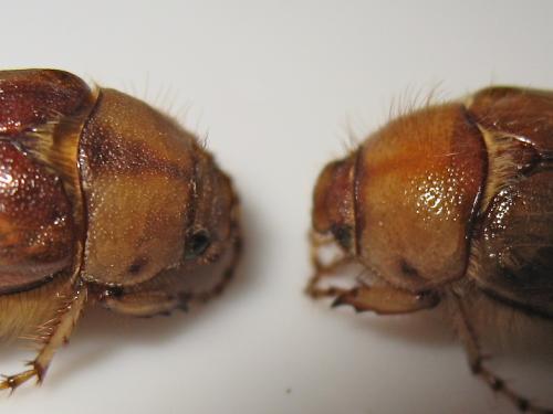 Rhizotrogus divers