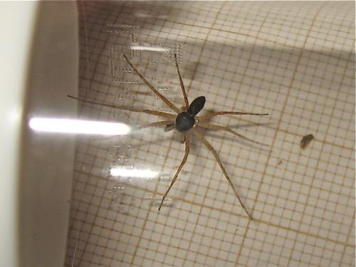 Philodromus dispar