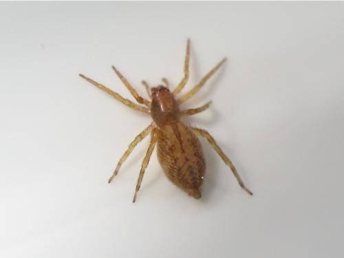 Réf. 140 017 : Clubiona comta