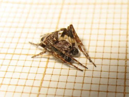 Gibbaranea bituberculata