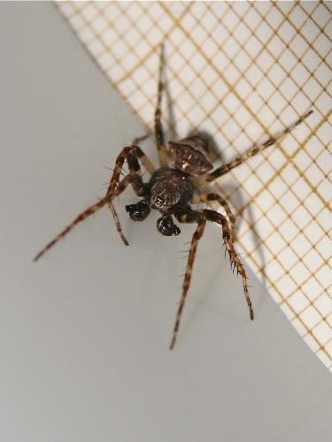 Réf. 140 022 : Gibbaranea bituberculata