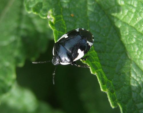 Tritomegas sexmaculatus