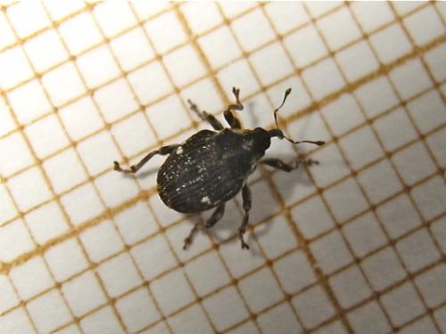 Réf. 140 116 : Nedyus quadrimaculatus
