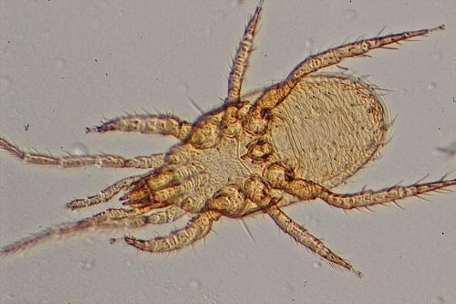 Paragamasus sp.
