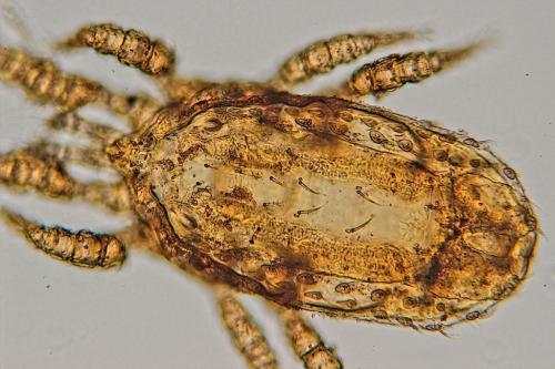 Réf. 140 564 : Uroseius cylindricus