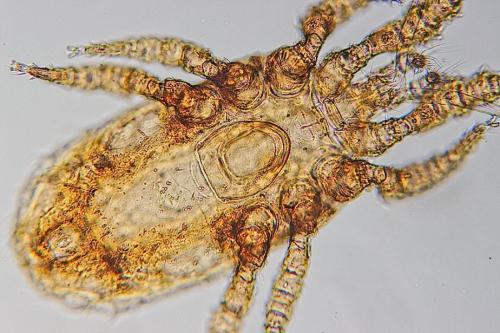 Réf. 140 951 : Uroseius cylindricus