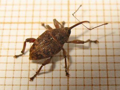 Réf. 140 175 : Curculio nucum