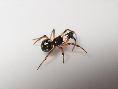 Réf. 140 174 : Crustulina guttata