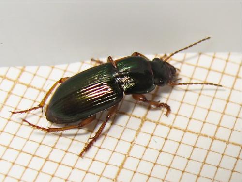 Réf. 140 176 : Harpalus affinis