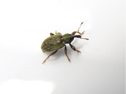 Réf. 140 302 : Hypera nigrirostris