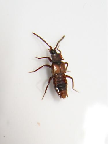 Réf. 140 304 : Lomechusa emarginata