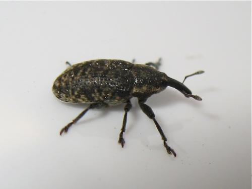 Réf. 140 320 : Larinus sp.