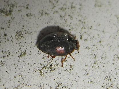 Réf. 140 522 : Scymnus sp.