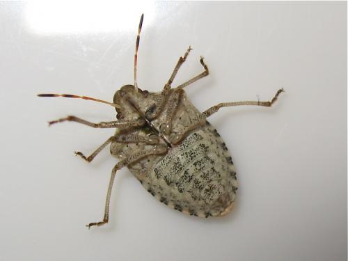 Peribalus strictus vernalis