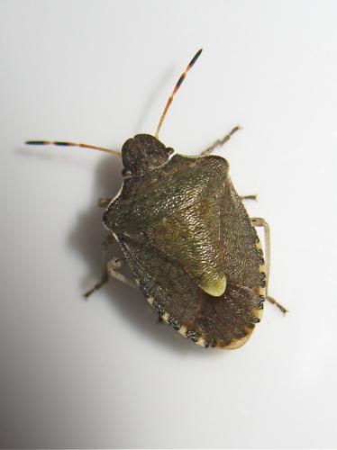 Peribalus strictus vernalis