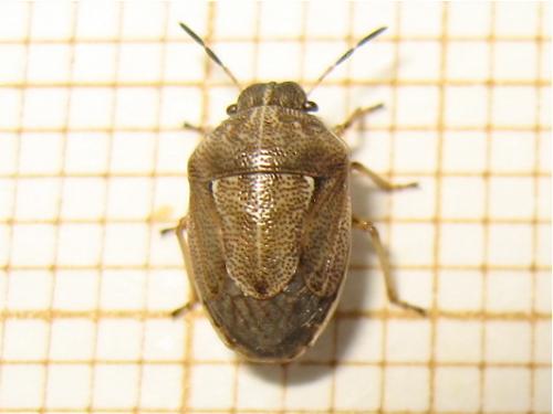 Réf. 140 483 : Neottiglossa pusilla
