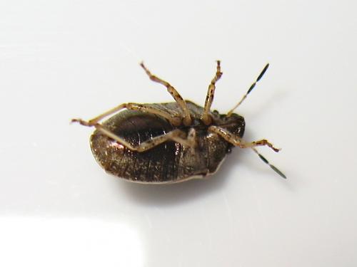 Réf. 140 482 : Neottiglossa pusilla