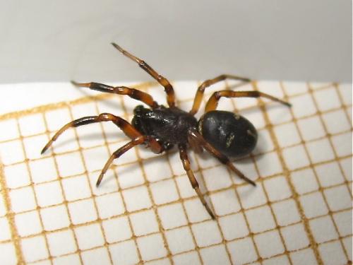 Asagena phalerata