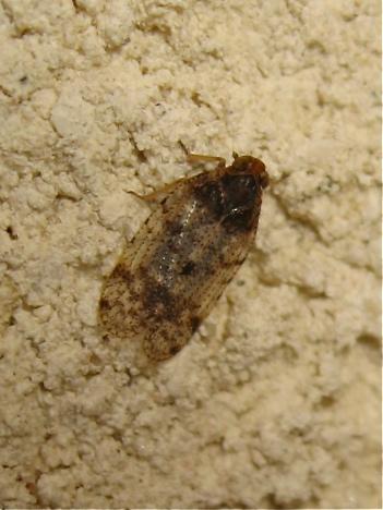 Tachycixius pilosus