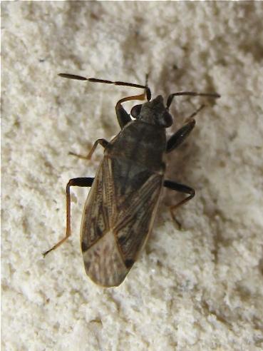 Réf. 140 723 : Peritrechus gracilicornis