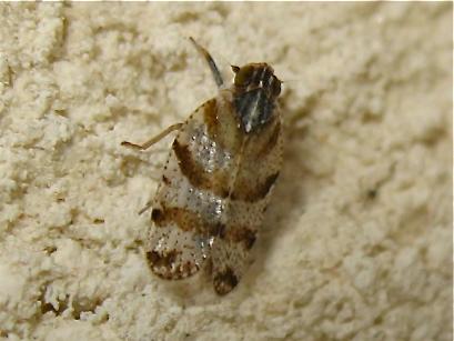 Tachycixius venustulus