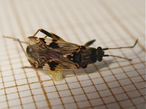 Beosus maritimus