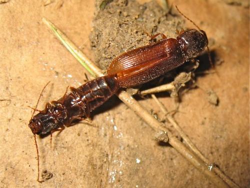 Réf. 140 860 : Athous campyloides