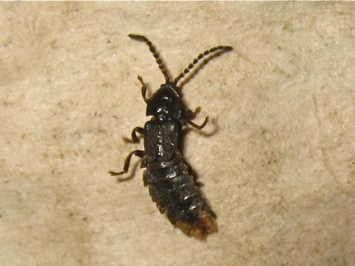 Réf. 140 862 : Phosphaenus hemipterus