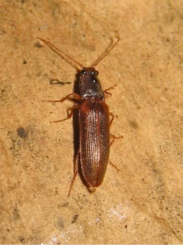 Athous campyloides
