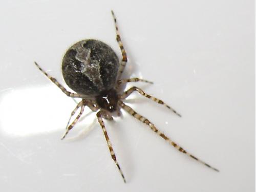 Theridion melanurum