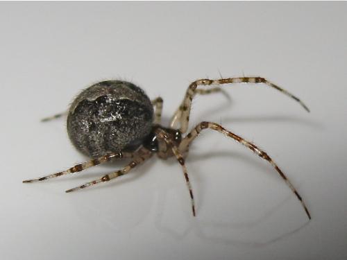 Theridion melanurum