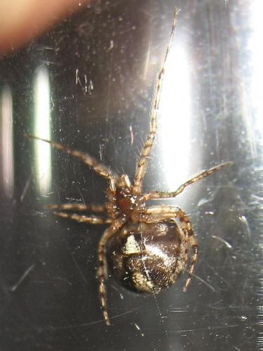 Theridion melanurum
