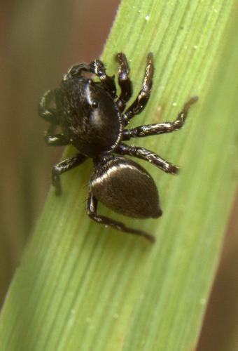 Réf. 140 404 : Heliophanus sp.