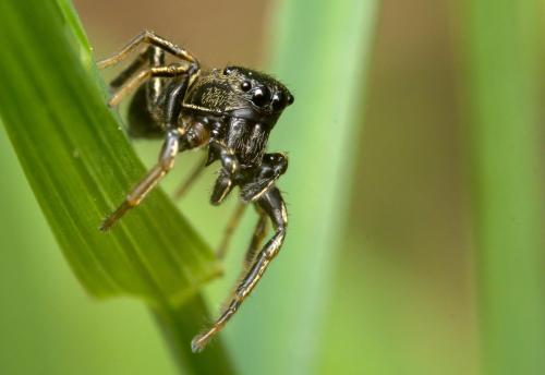 Réf. 140 405 : Heliophanus sp.
