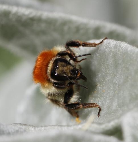 Bombus sp.