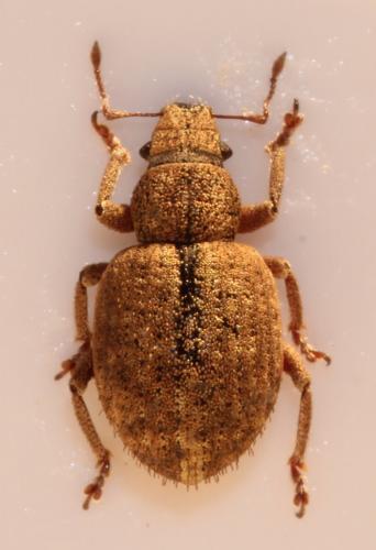 Réf. 140 950 : Strophosoma melanogrammum
