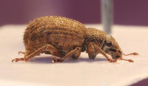 Réf. 140 957 : Strophosoma melanogrammum