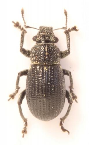 Strophosoma sus