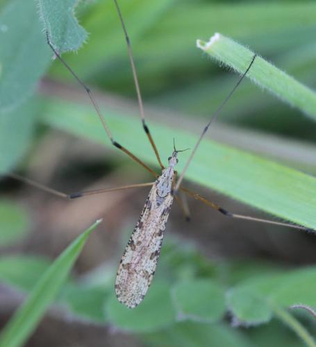 Limnophila pictipennis